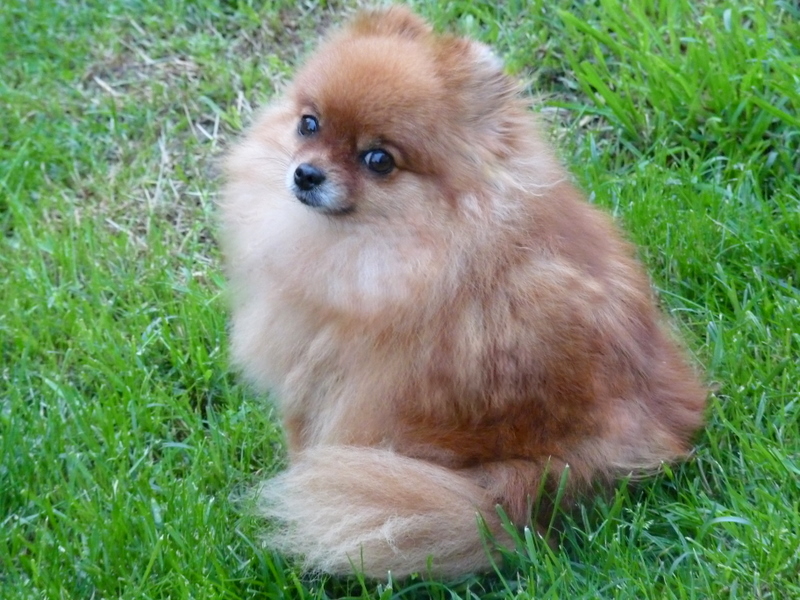 CH. Bella donna (dite belle) des Pocketpoms
