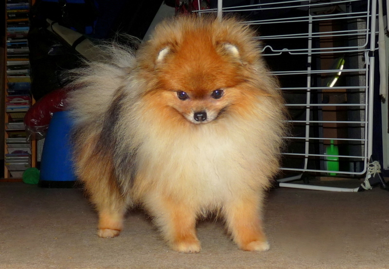 Elvétik flikatchu (dit katchu) des Pocketpoms