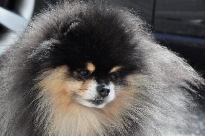 des Pocketpoms - DJUMPY CHAMPION de FRANCE / GETTIE VICE-CHAMPIONNE de FRANCE - 06/2013