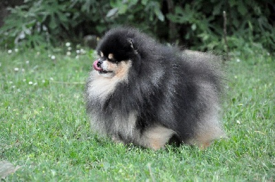 des Pocketpoms - DJUMPY devient CHAMPION de Croatie - mai 2013
