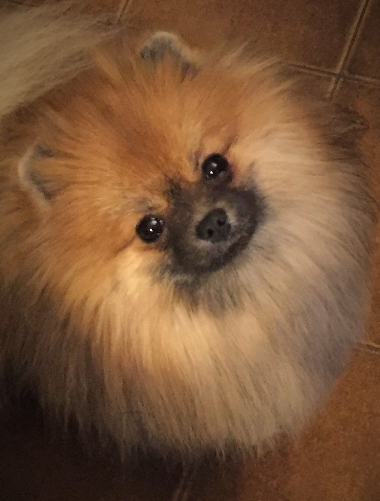 Chiot Spitz allemand des Pocketpoms
